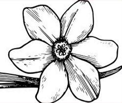 Dogwood Flower Drawings | Fre