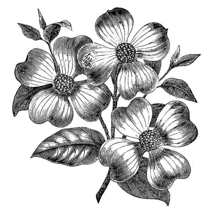 Dogwood Flower Drawings | Fre - Dogwood Clipart