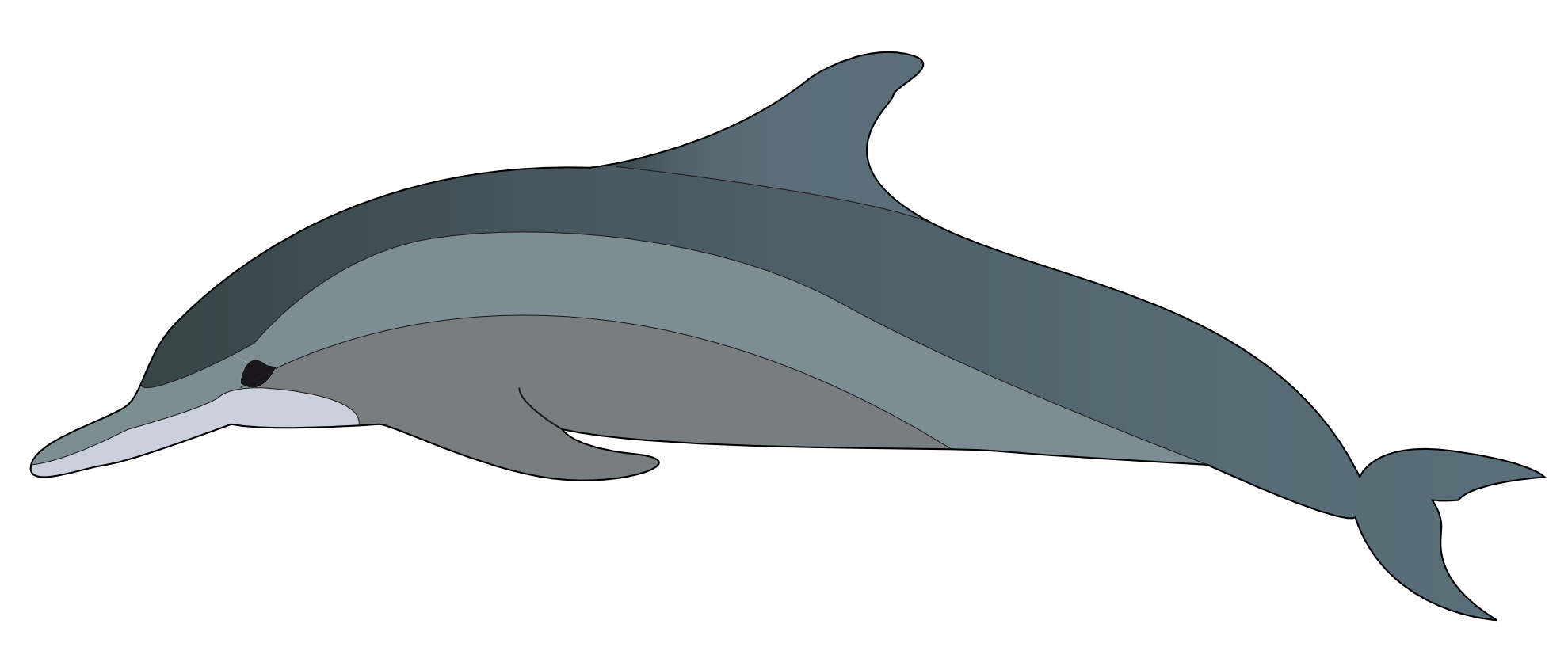 Dolphin Clipart Dolphin 1979px Png