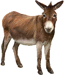 donkey eating grass. Size: 63