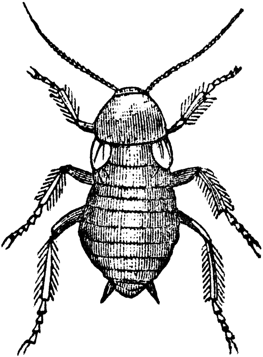 Download - Cockroach Clipart