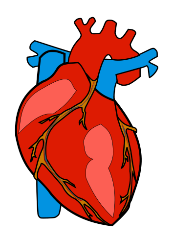 Human Heart Anatomy Cliparts 