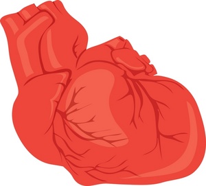 Download - Human Heart Clip Art