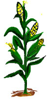 Download Individual Corn Stal - Cornstalk Clipart