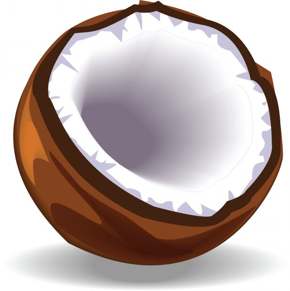 palm tree coconut clipart