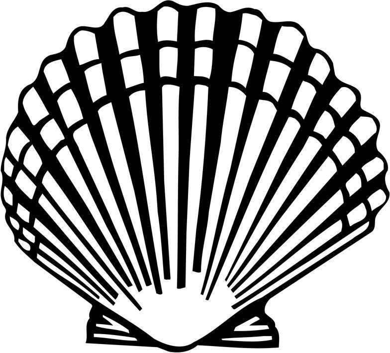 Download Scallop Shell Clipart