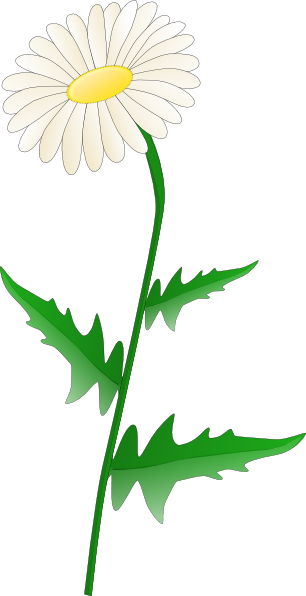 Single White Daisy Flower - F