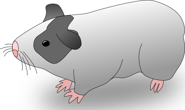 Download this image as: - Guinea Pig Clip Art