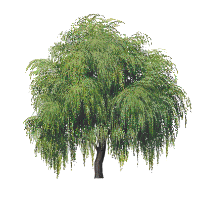 Willow Tree Vector; clipart .