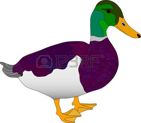 vector - drake isolated on white background