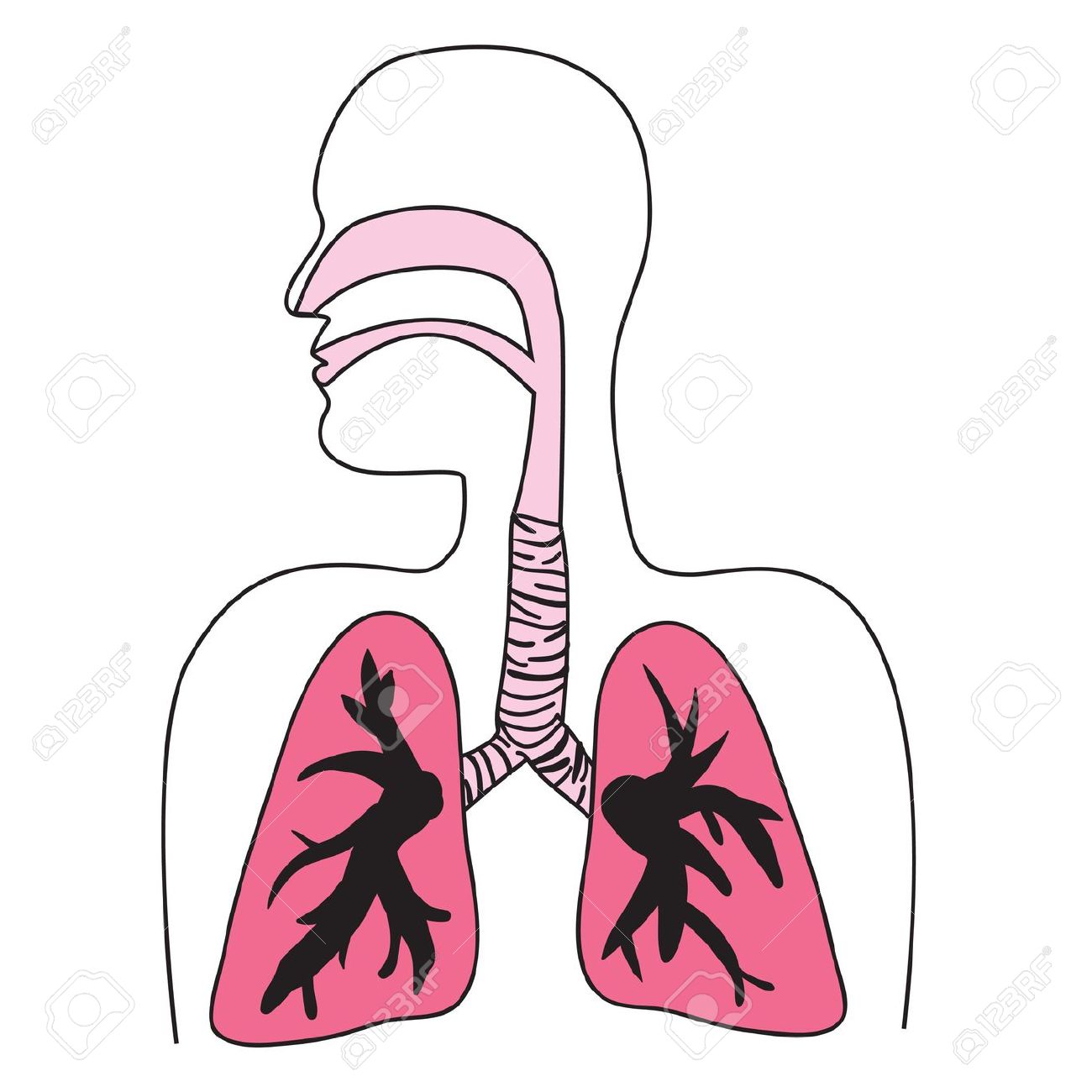 Drawing of the human respiratory system Stock Vector - 7054546