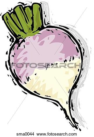 Drawing - turnip. Fotosearch - Search Clip Art Illustrations, Wall Posters, and EPS