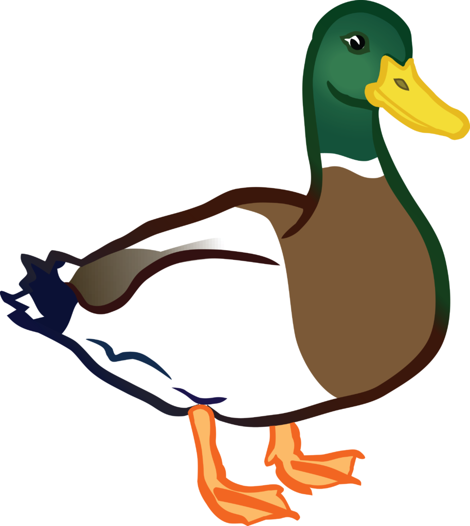 Mallard duck flying · Cartoo