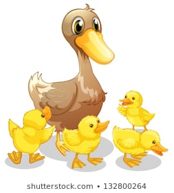 Illustration of the brown duck and her four yellow ducklings on a white  background