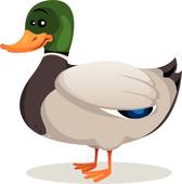 Mallard duck flying · Cartoon Mallard Duck