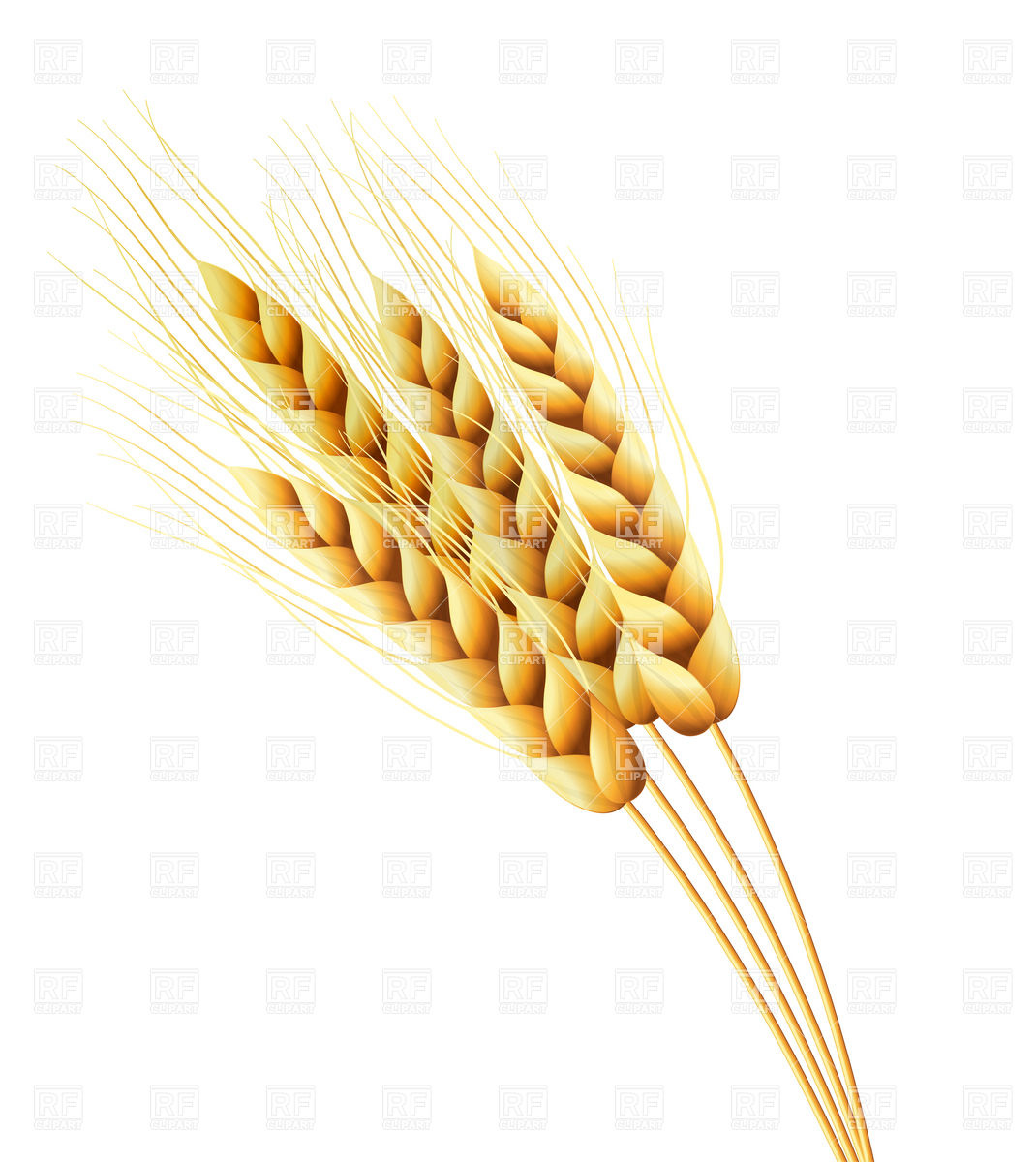 Ears Of Wheat Or Rye Download Royalty Free Vector Clipart Eps
