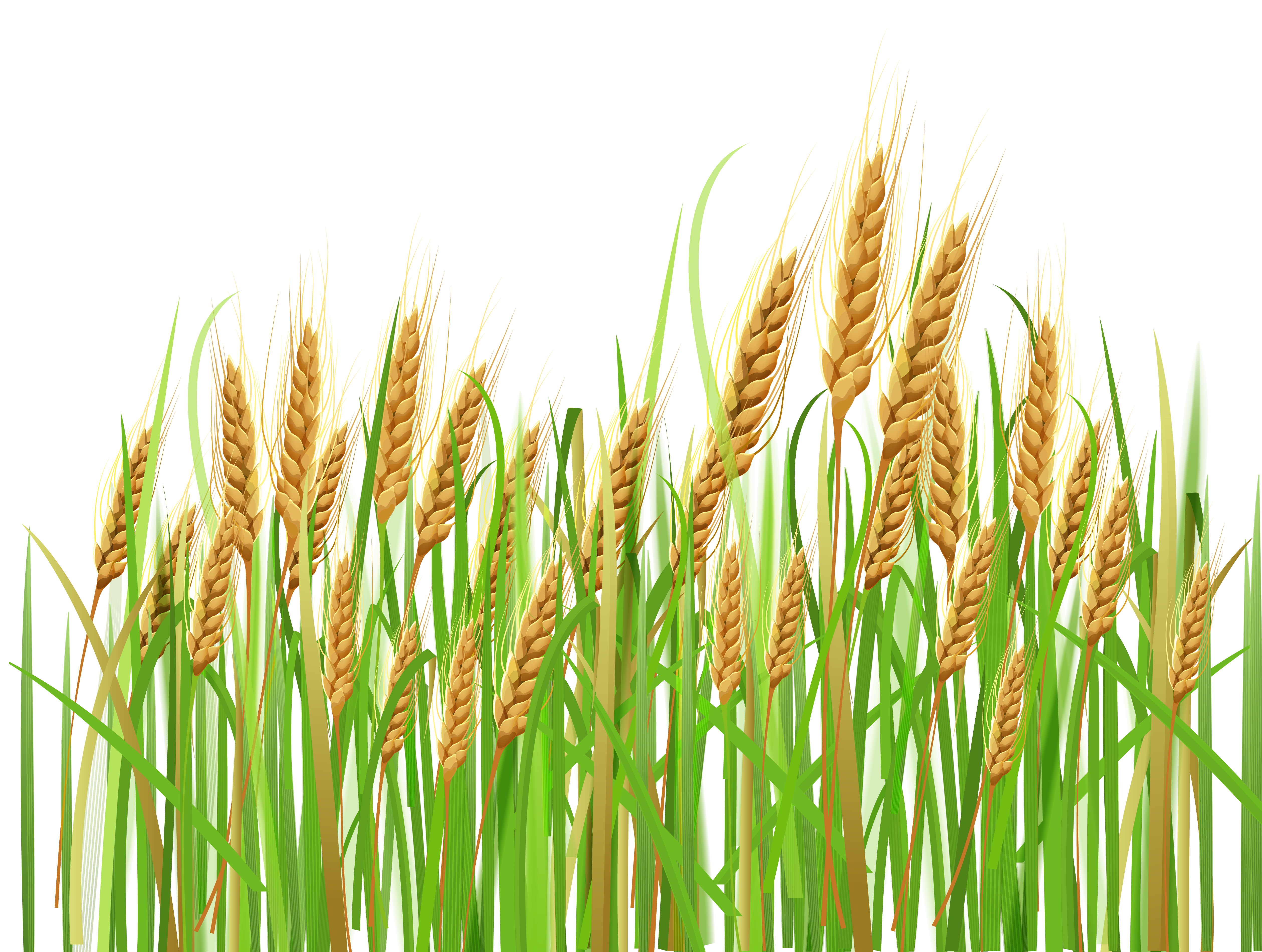 Ears of Wheat PNG Clipart - Clipart Wheat