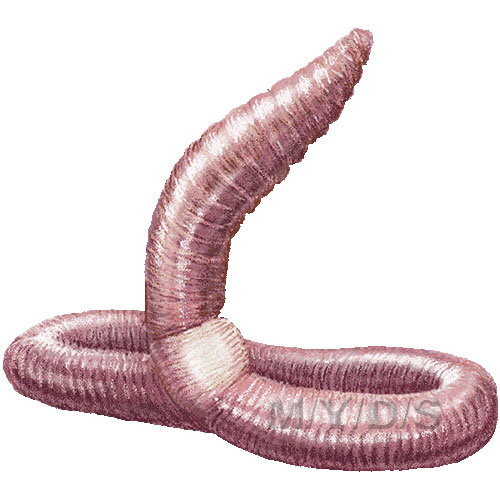 Earthworm Clipart Picture Large