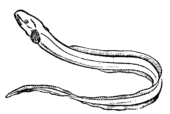 Eel Clip Art
