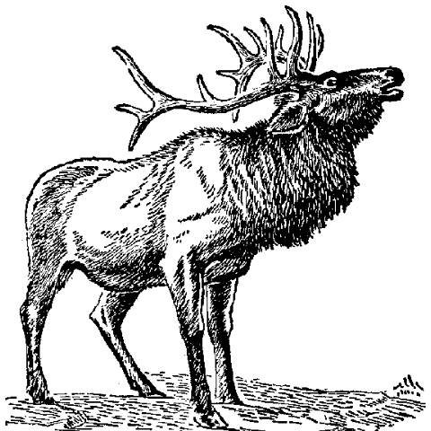 Elk Line. Elk Clip Art
