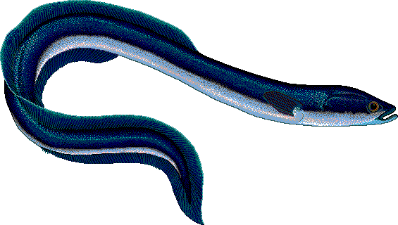 European Eel Anguilla Anguilla Clipart