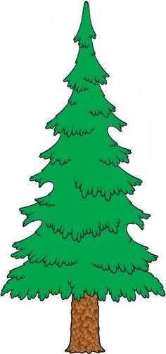 ... Evergreen Tree Clipart -  - Evergreen Clipart