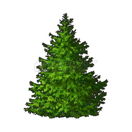 evergreen tree: Fluffy Christmas tree with no decorations, sketch style  vector illustration isolated on