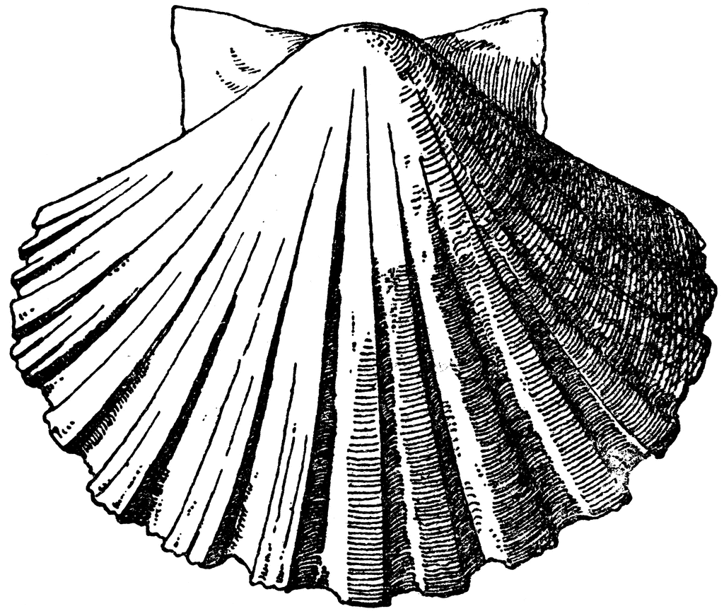 Exterior Scallop Shell
