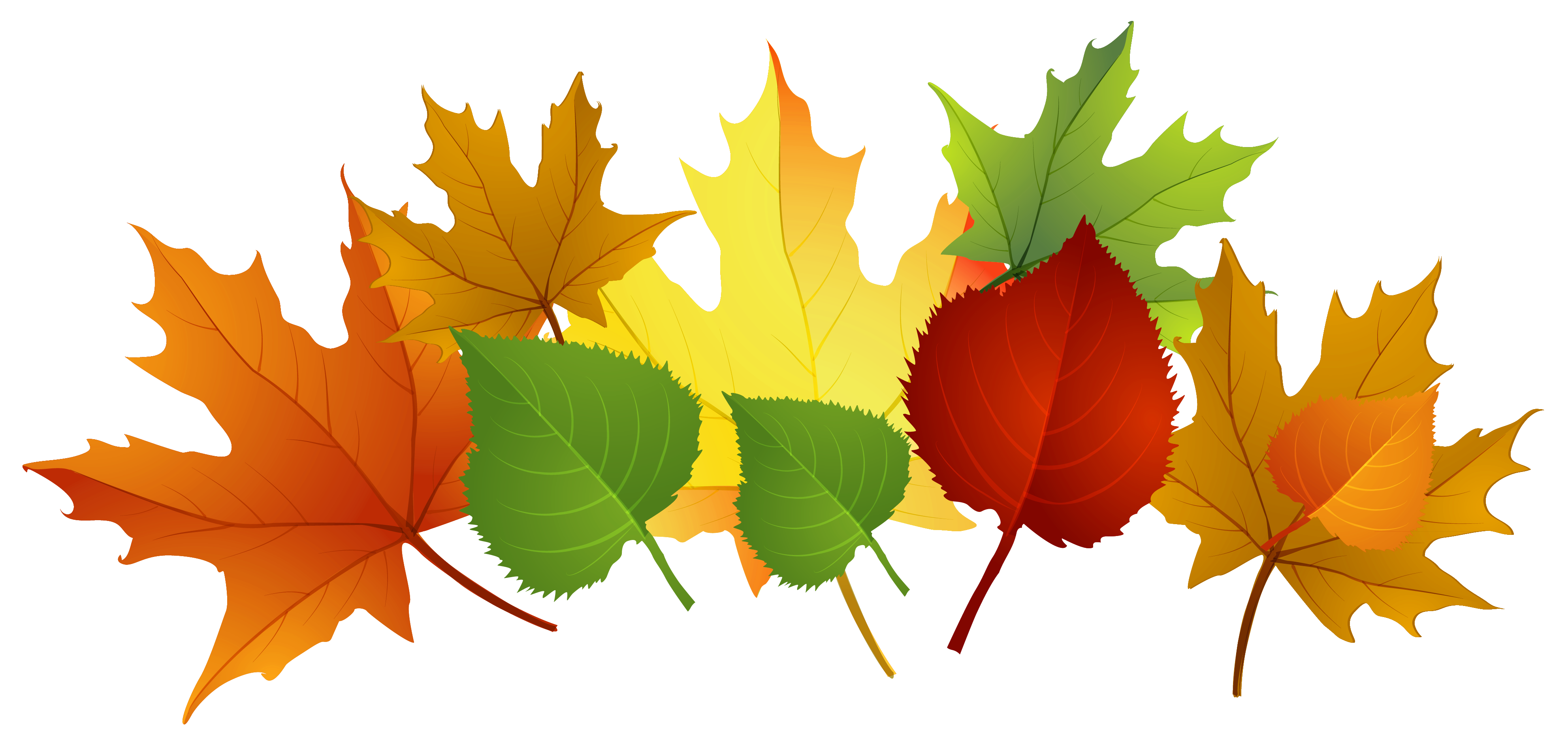 fall leaf clip art outline .