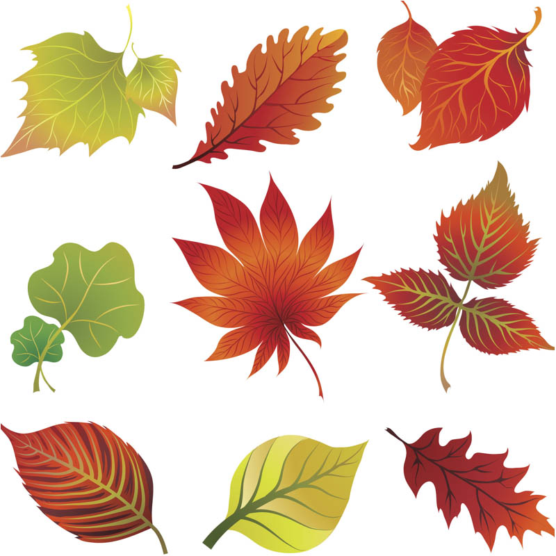 Fall Leaves Clip Art Vector V - Free Clip Art Leaves