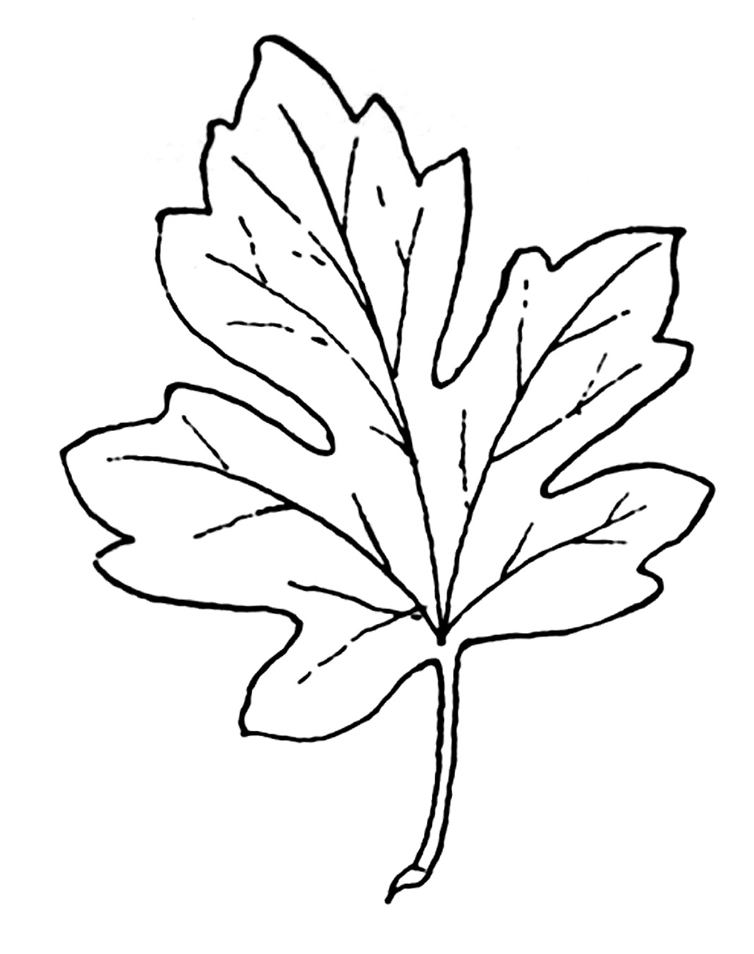 Leaves black and white leaf o