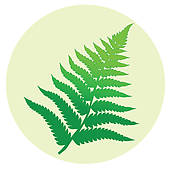 fern leaves u0026middot; Fern leaf