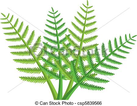 ... fern leaves - vector design of green fern leaves