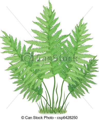 ... Fern - Plant of fern family on white background, vector.