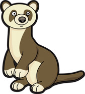 Ferret. Download this image a