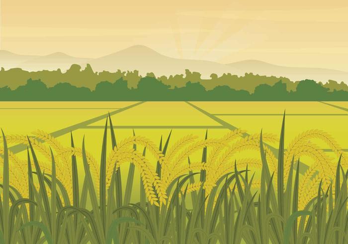 rice field clipart 8