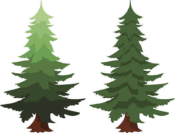 evergreen fir trees vector ar - Fir Clipart
