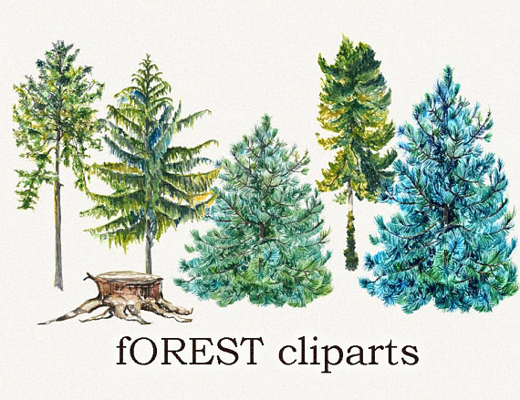 Tree clipart, pine tree clipart ,forest clipart, fir clipart, fir tree  clipart, clip art, Hand Painted, trees clip art, digital