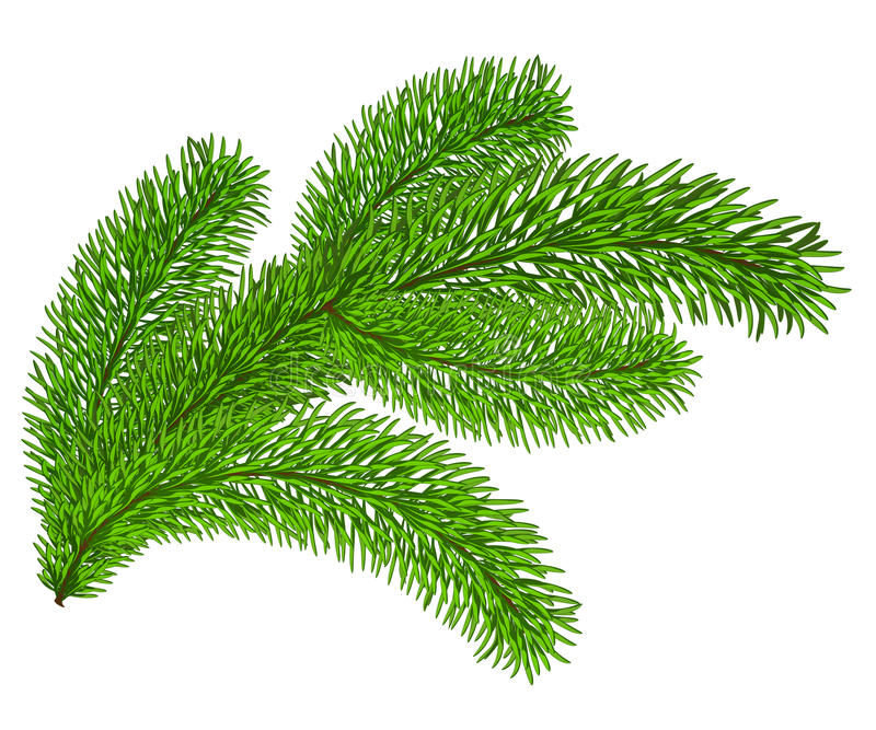 Twig of evergreen fir on whit - Fir Clipart