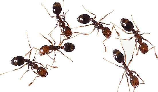 fire ants - Ants Clip Art