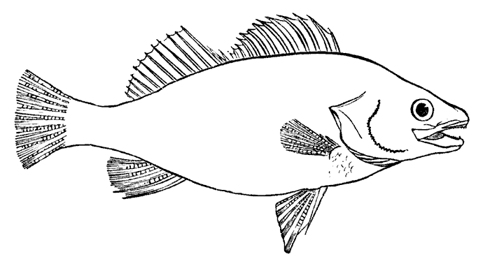 Fish outline clip art - Free Clipart Fish