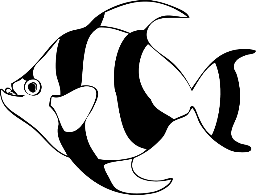 Animals Fish Black White Outl