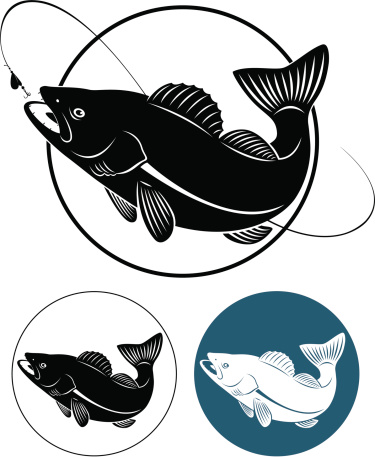 fish walleye vector art .