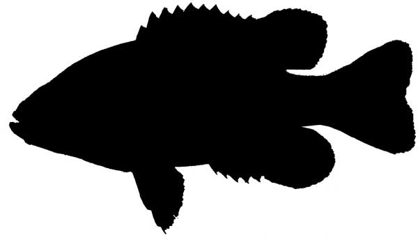Fishing Pier Silhouette Clipart u0026middot; Fish Silhouette Images Amp Pictures Findpik