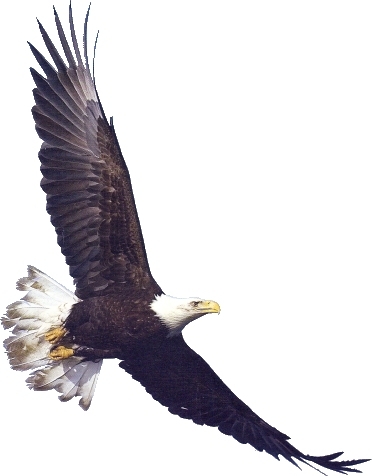eagle flying: Graceful flying