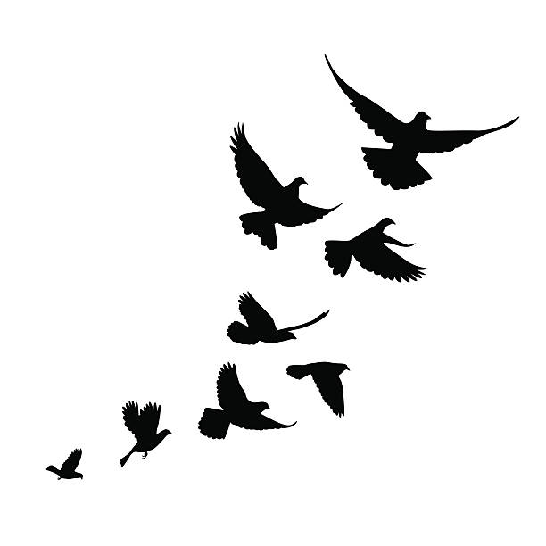flock of birds (pigeons) go up. vector art illustration