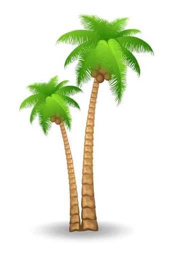 Tropical palm trees clipart f