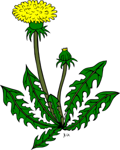 Flower Dandelion clip art .