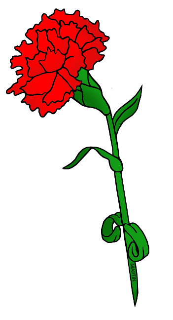 Flower - Red Carnation .