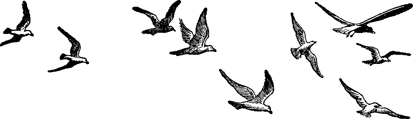 birds in flight: vector set o